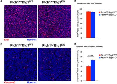 Deletion of Btg1 Induces Prmt1-Dependent Apoptosis and Increased Stemness in Shh-Type Medulloblastoma Cells Without Affecting Tumor Frequency